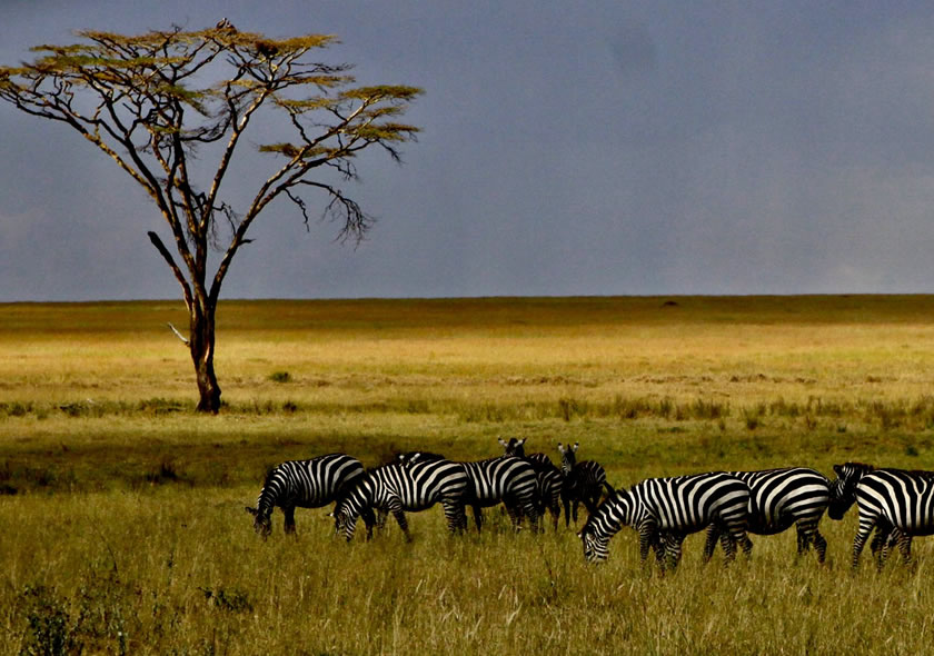3-Day Camping Safari to Serengeti National Park